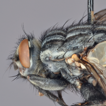 Diptera
