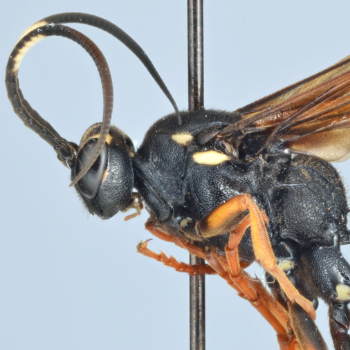 Hymenoptera