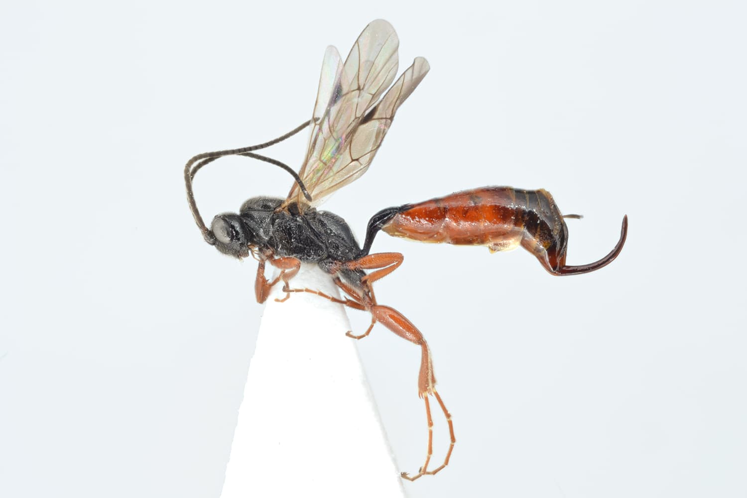 Barycnemis gravipes