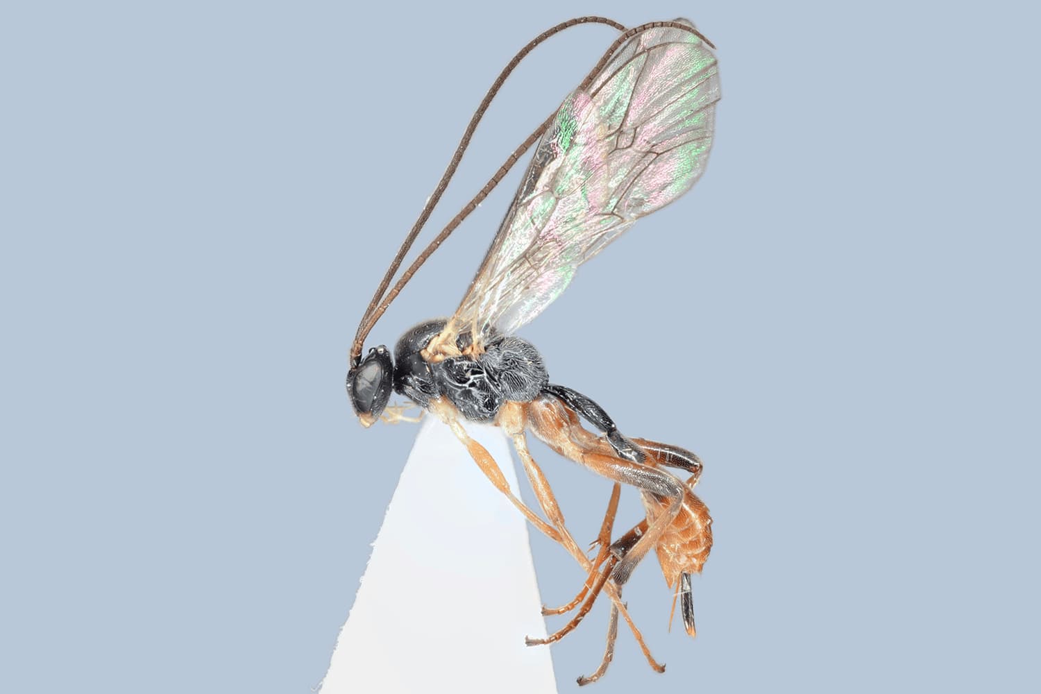 Astiphromma splenium