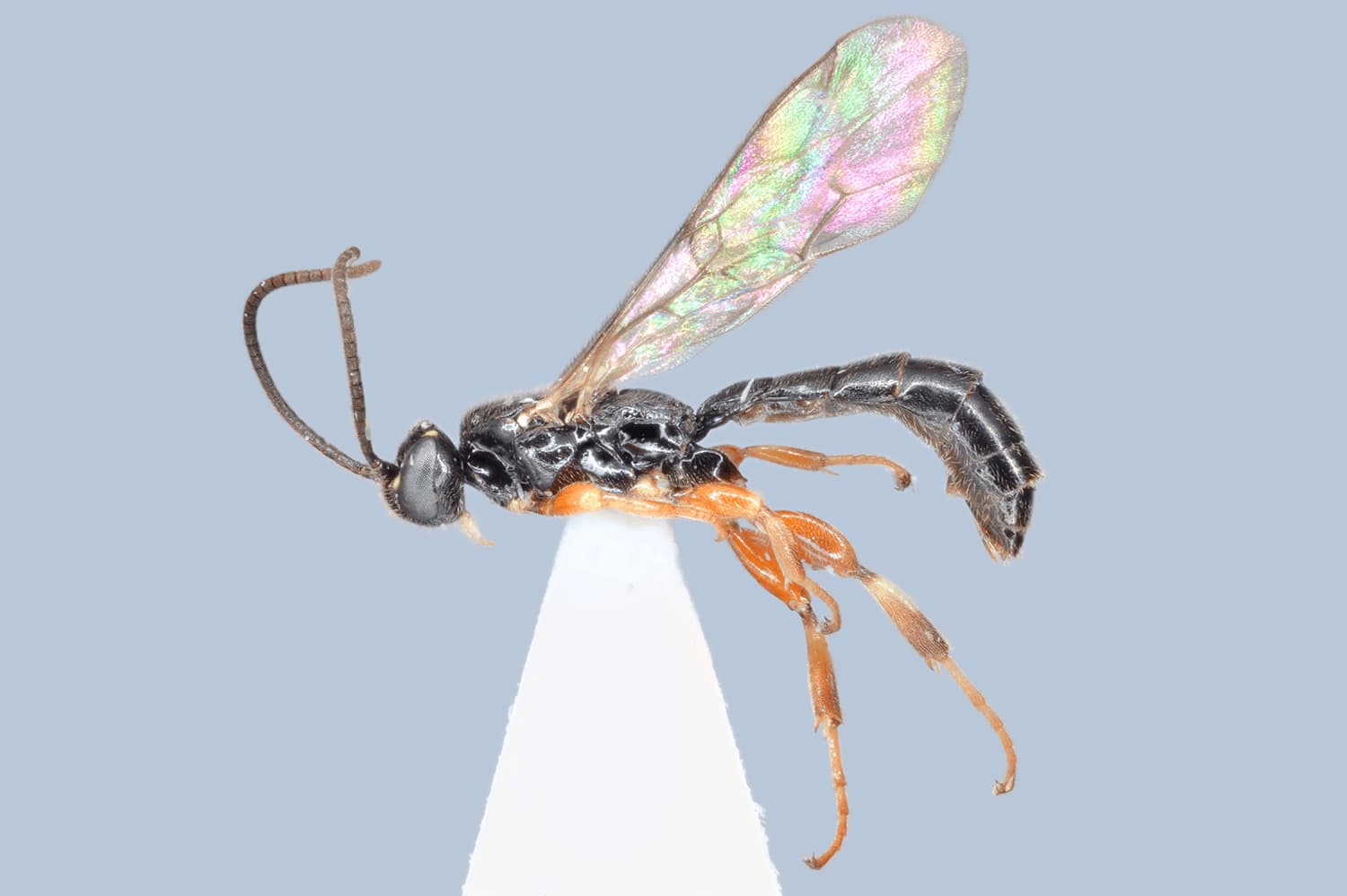 Exochus semilividus
