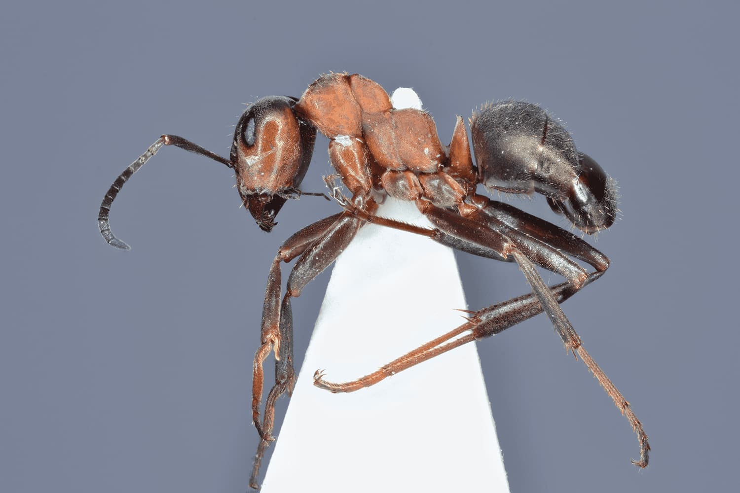 Formica rufa