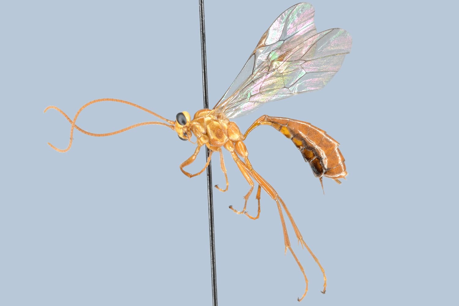 Ophion minutus