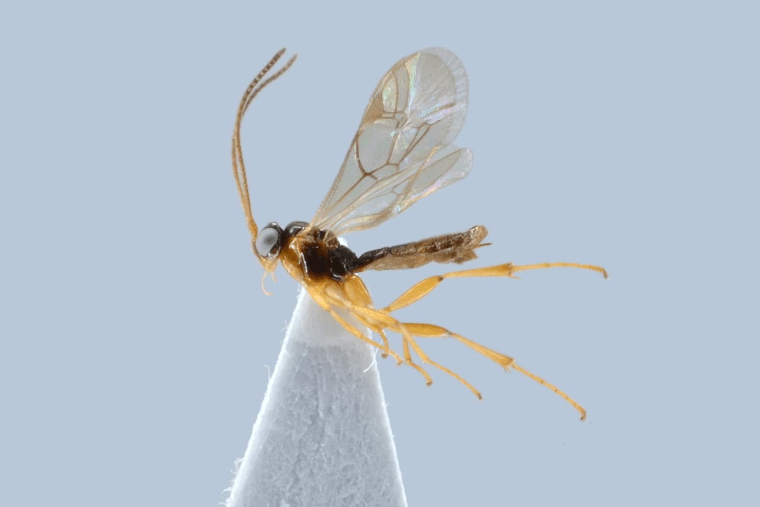 Plectiscus impurator