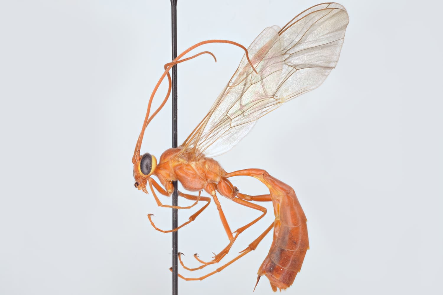 Ophion slaviceki