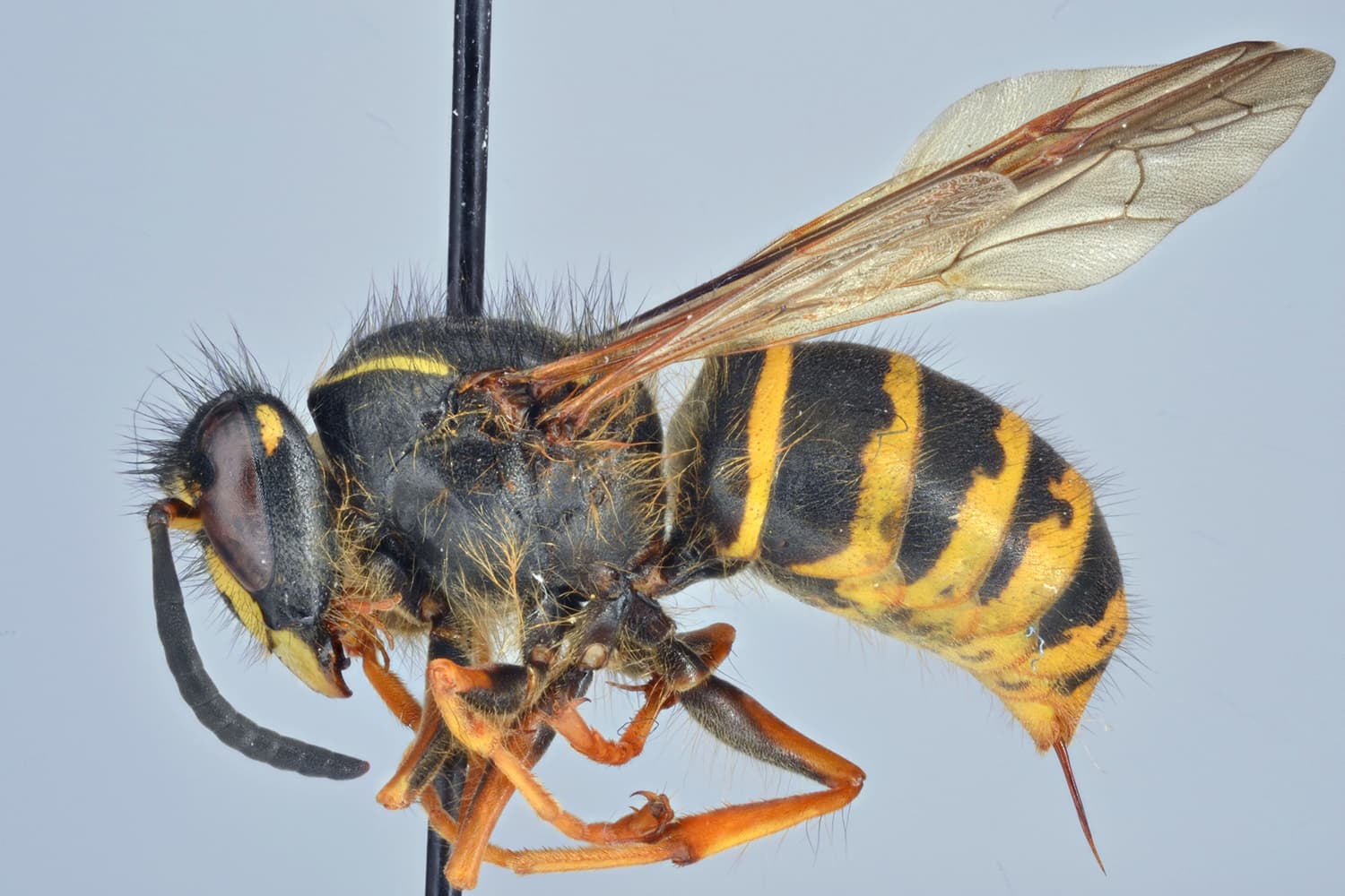 Dolichovespula saxonica