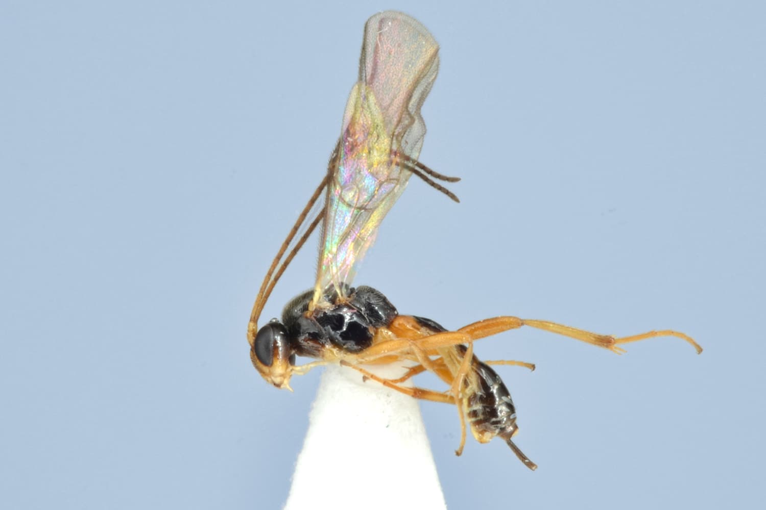 Mesochorus curvulus