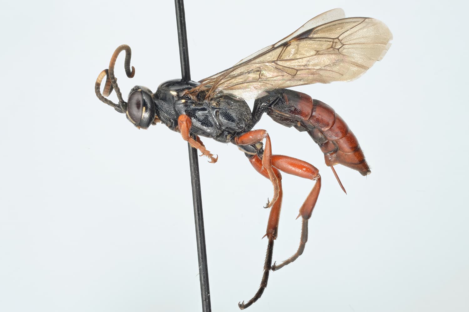 Coelichneumon sp.
