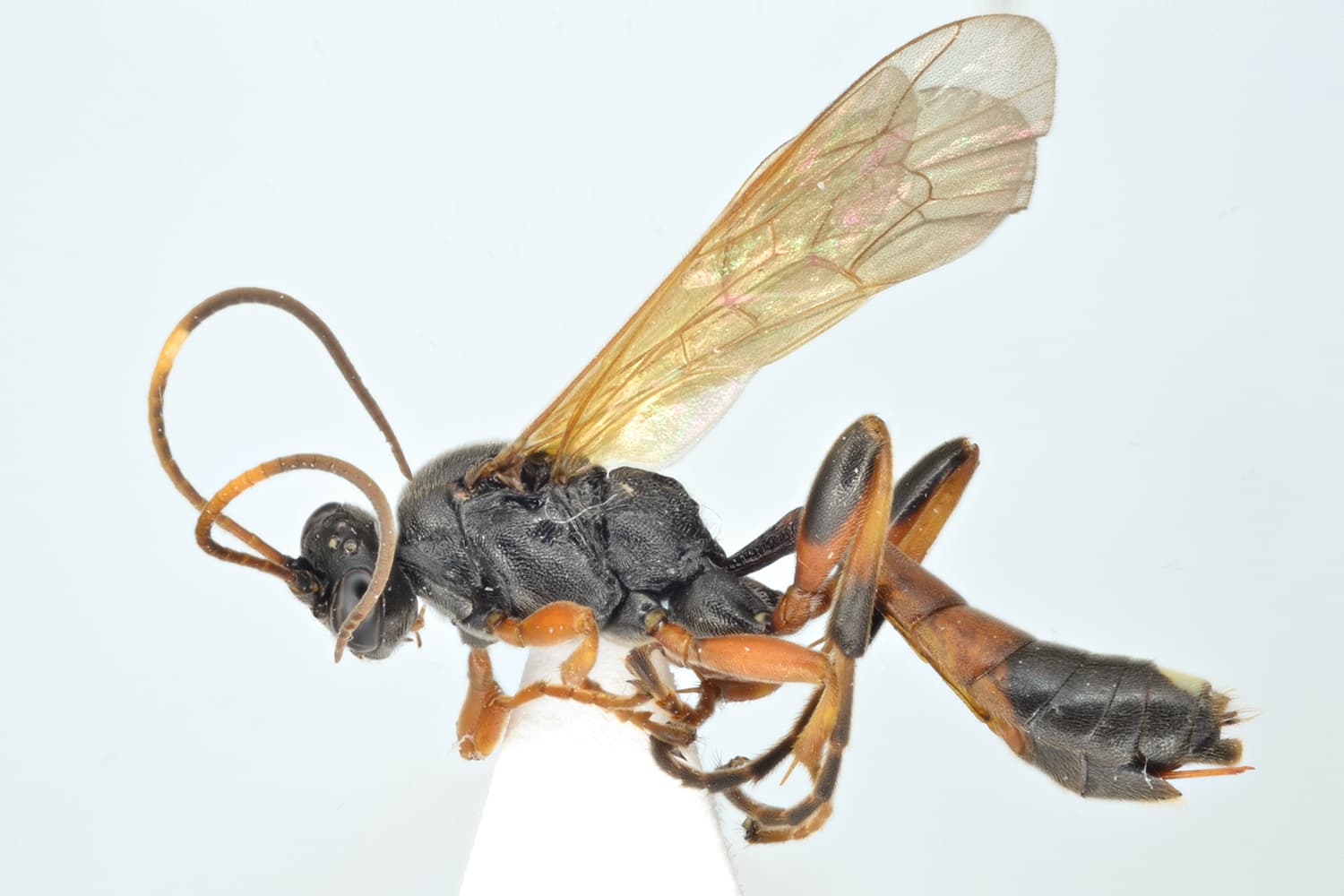 Exephanes fulvescens