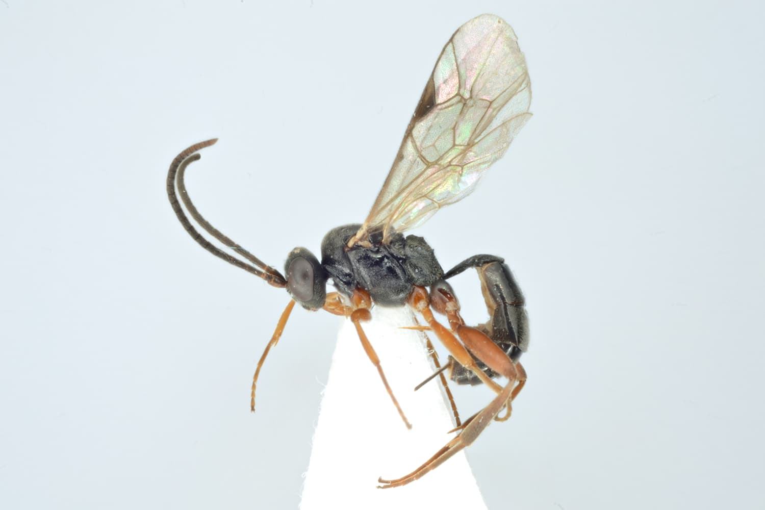 Hemiteles similis