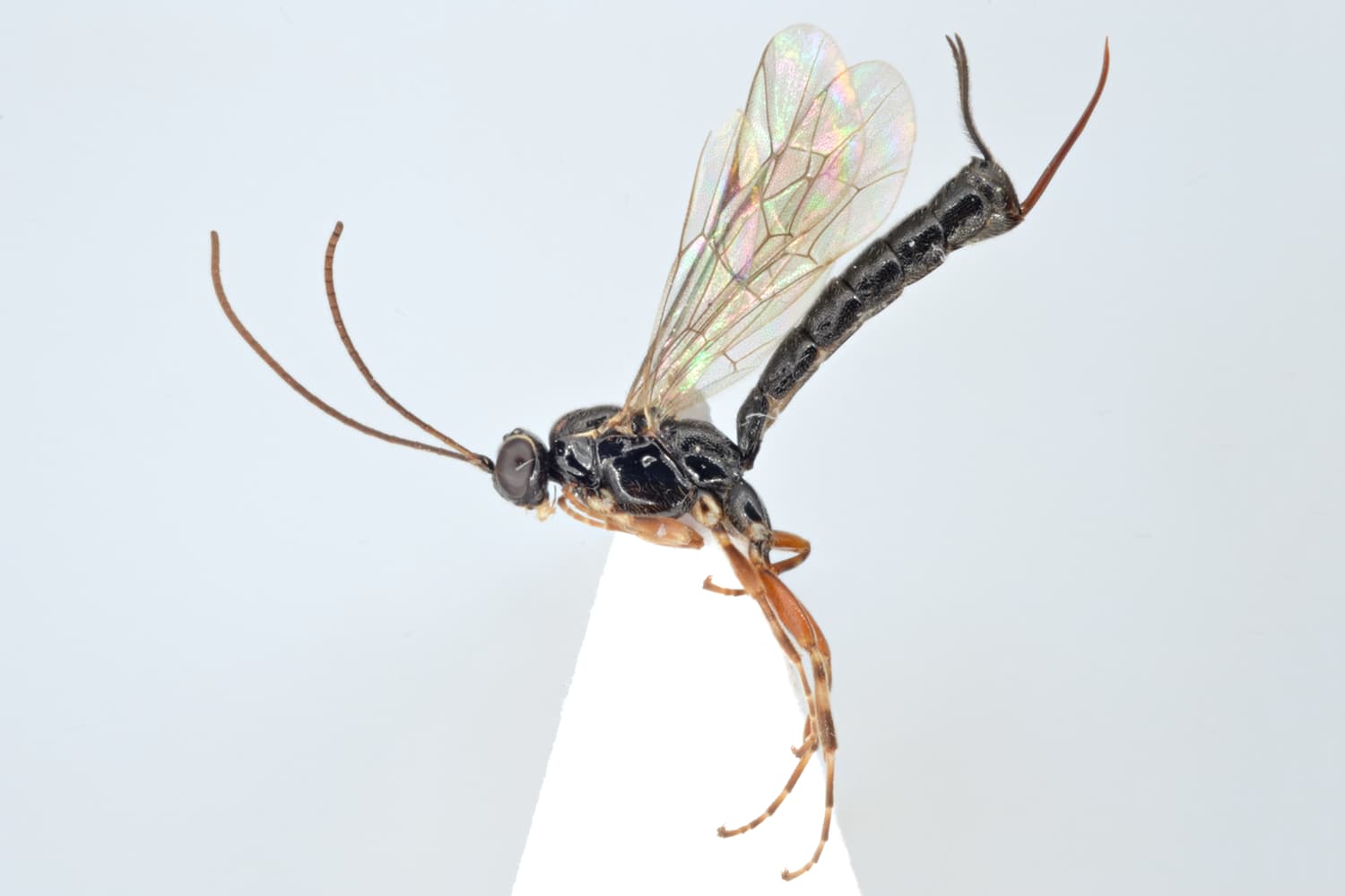 Clistopyga incitator