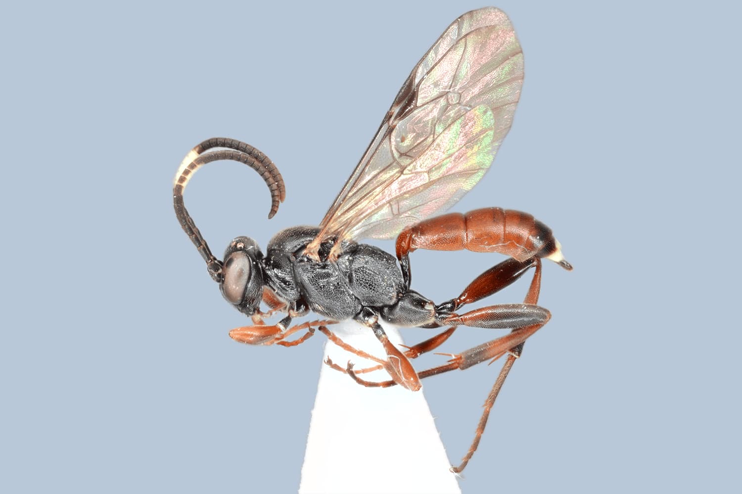 Baranisobas ridibundus