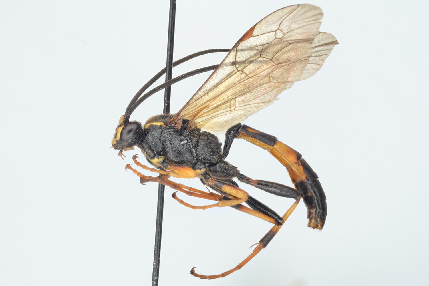 Diphyus palliatorius