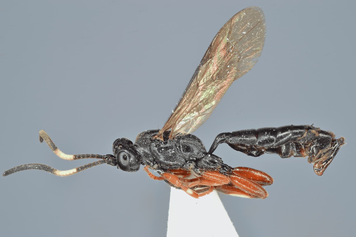 Cratichneumon versator