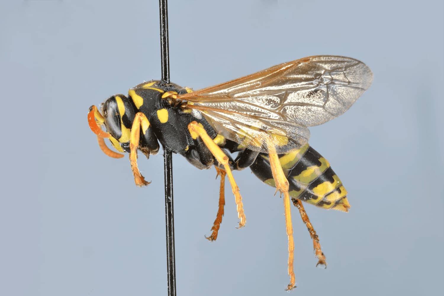 Polistes dominula