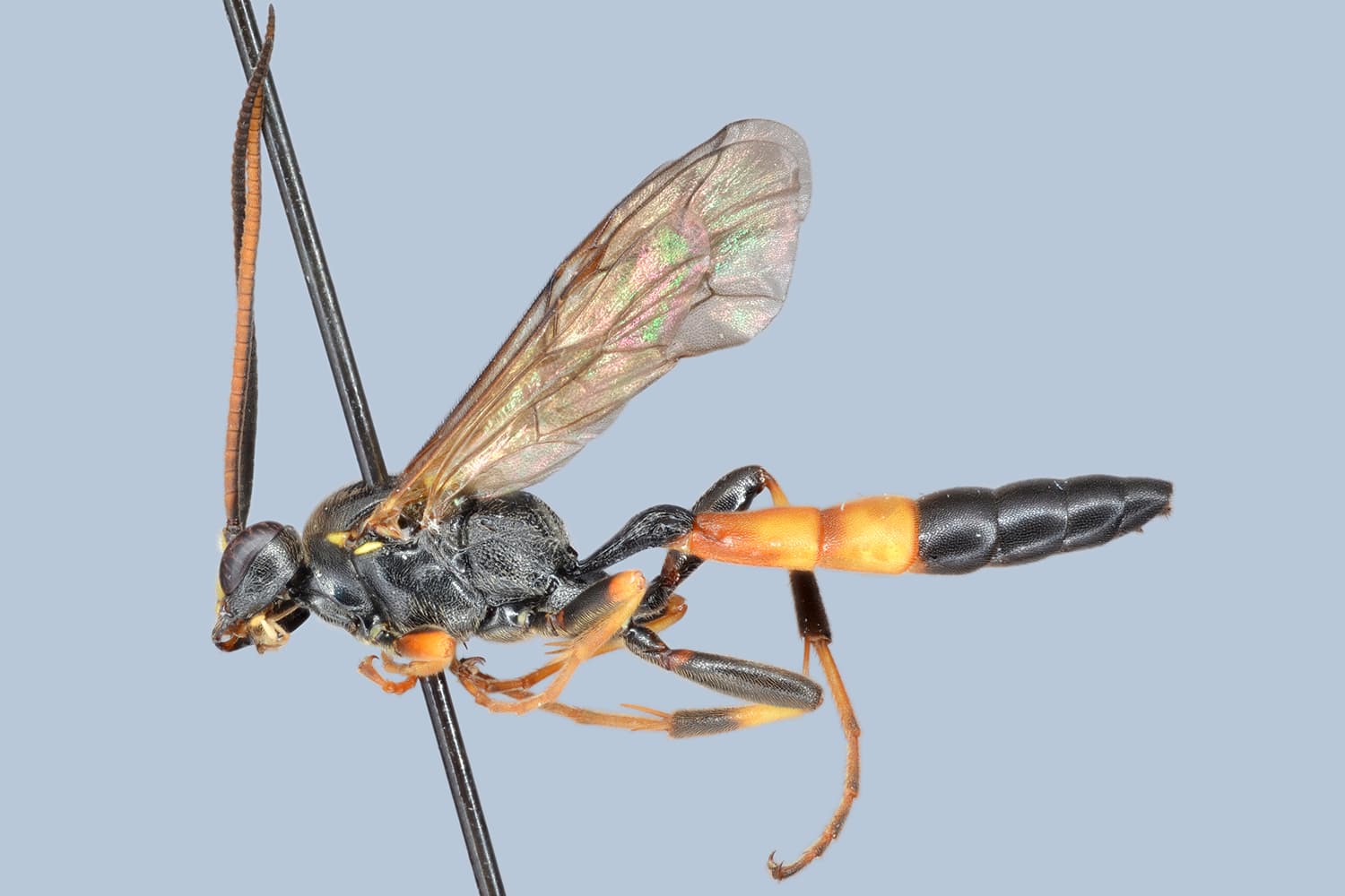 Ichneumon albiger / confusor