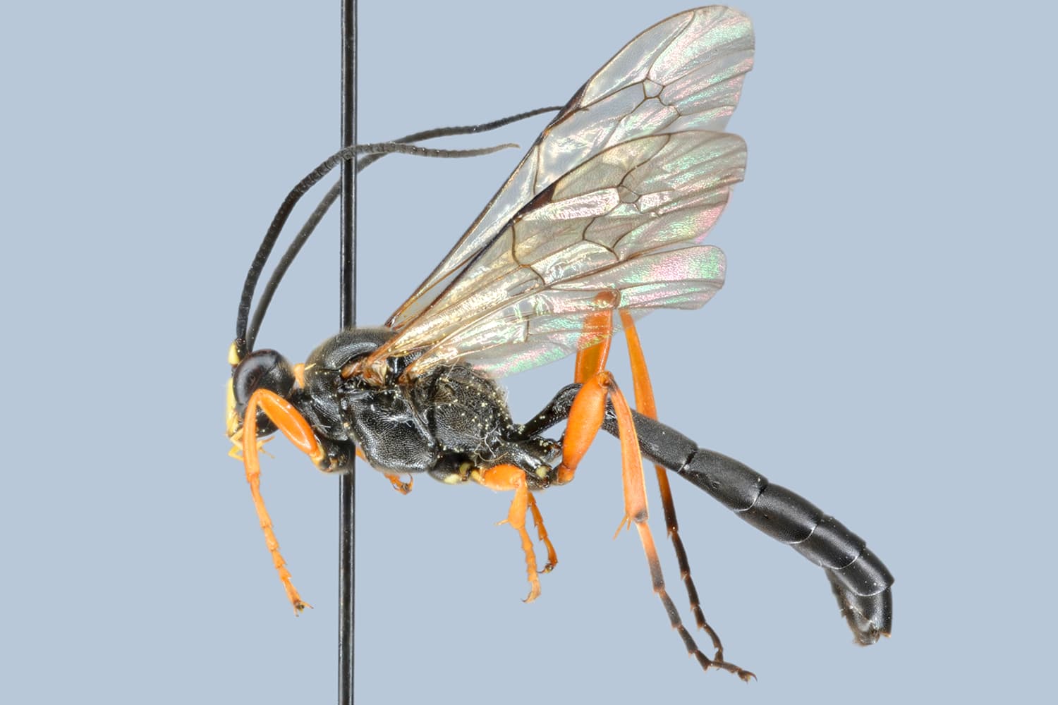 Limerodops elongatus