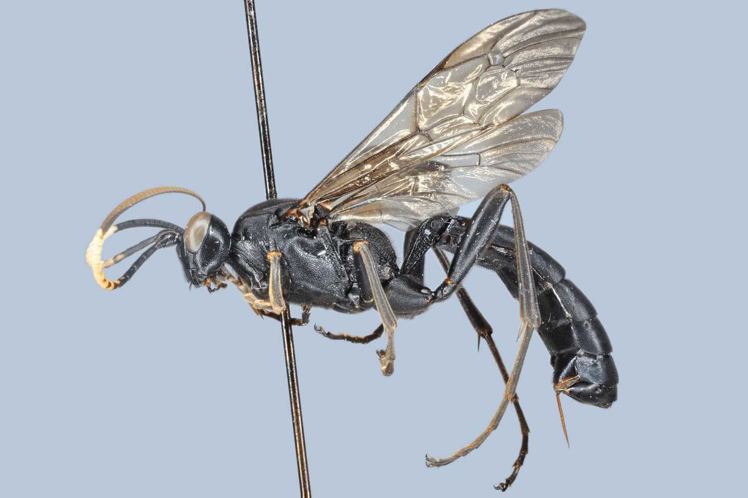 Amblyjoppa proteus