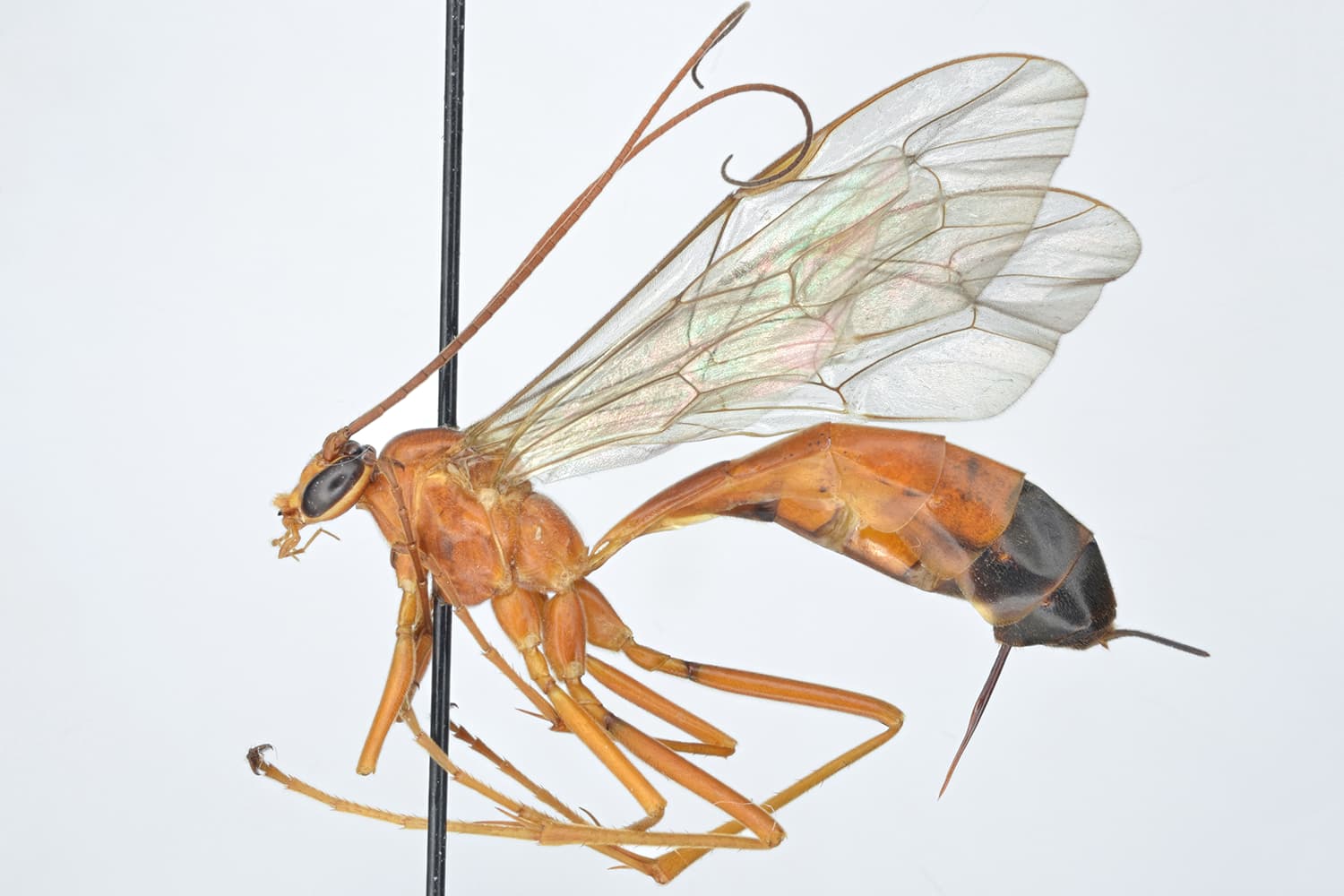 Netelia melanura