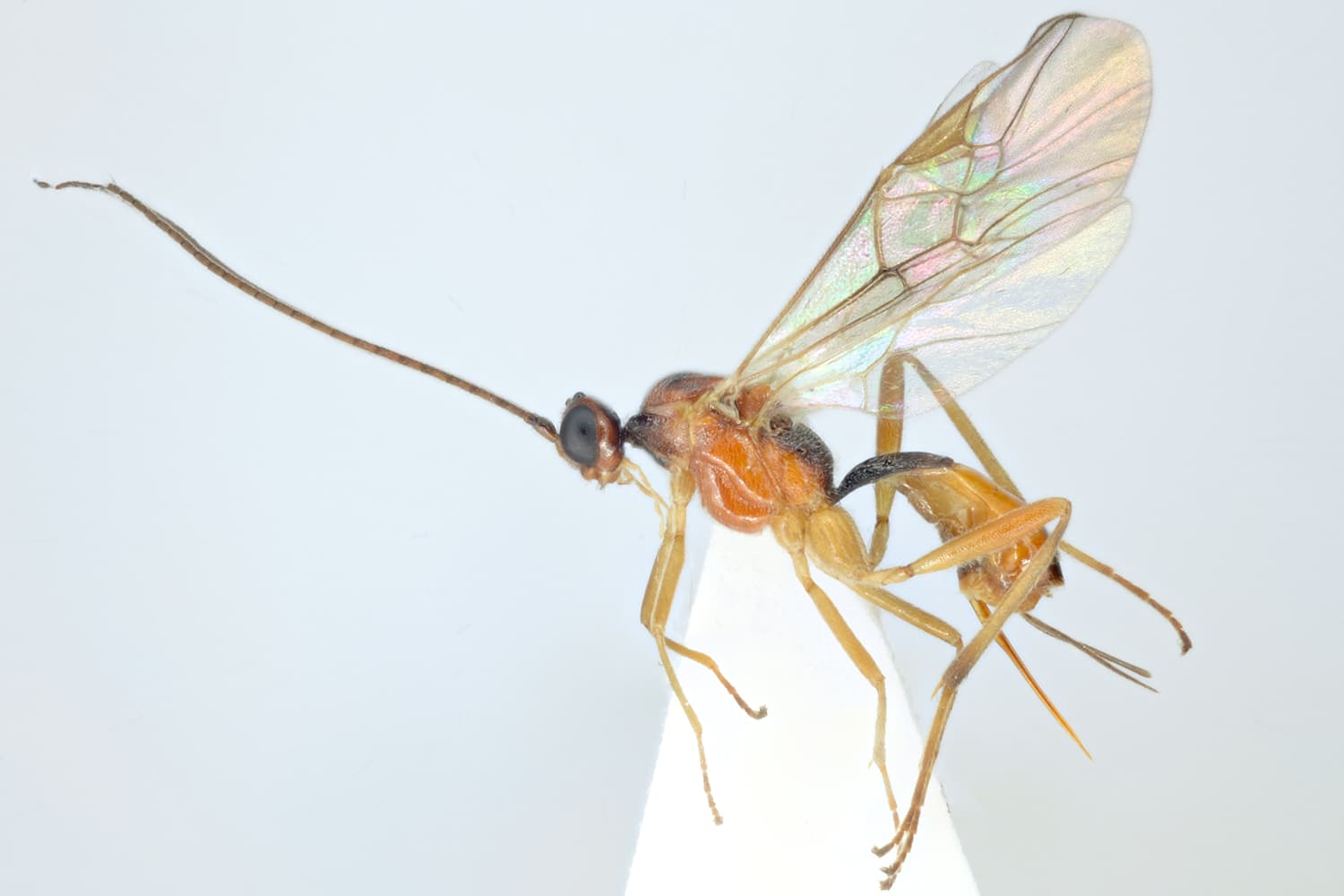 Meteorus pendulus