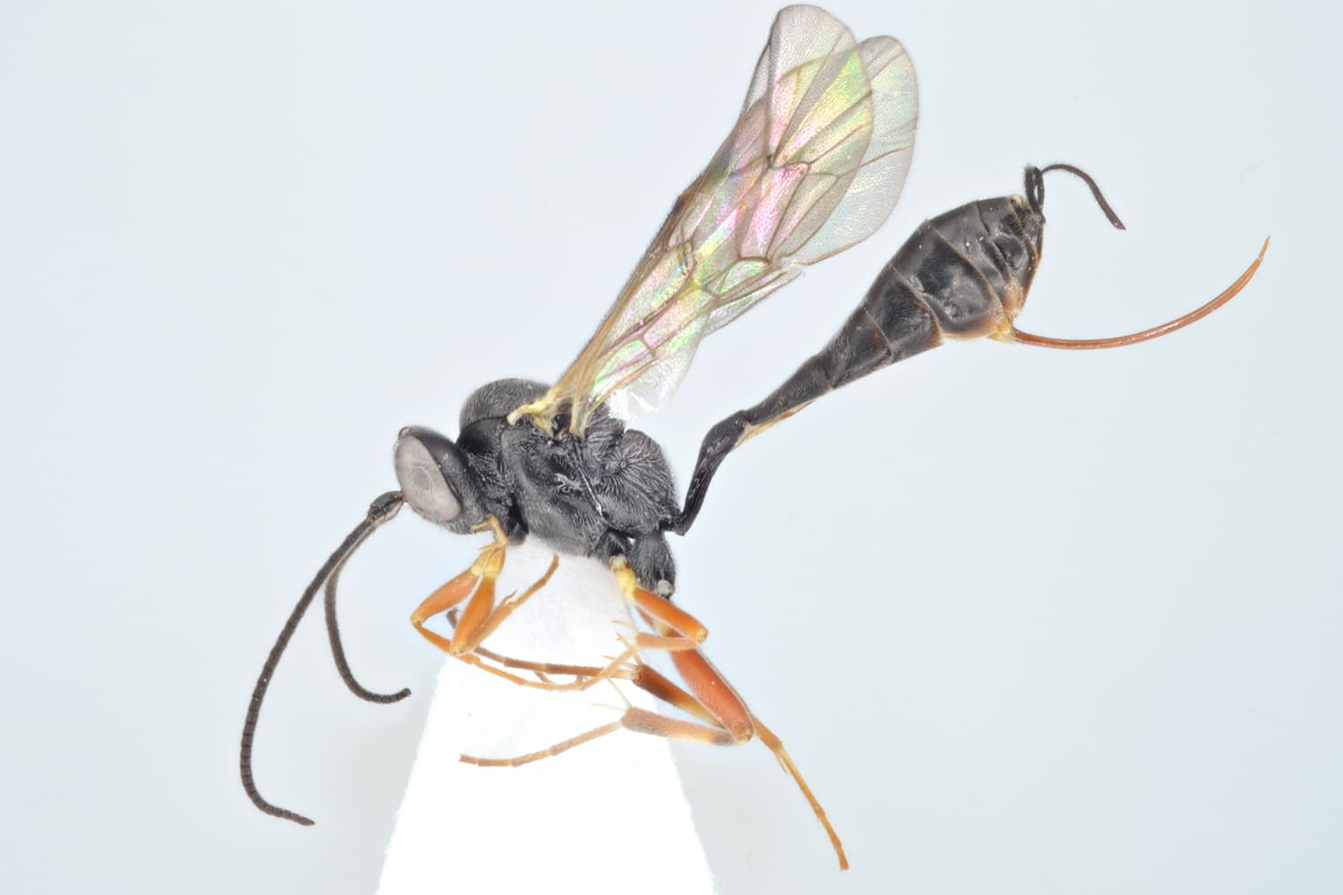 Campoletis ensator