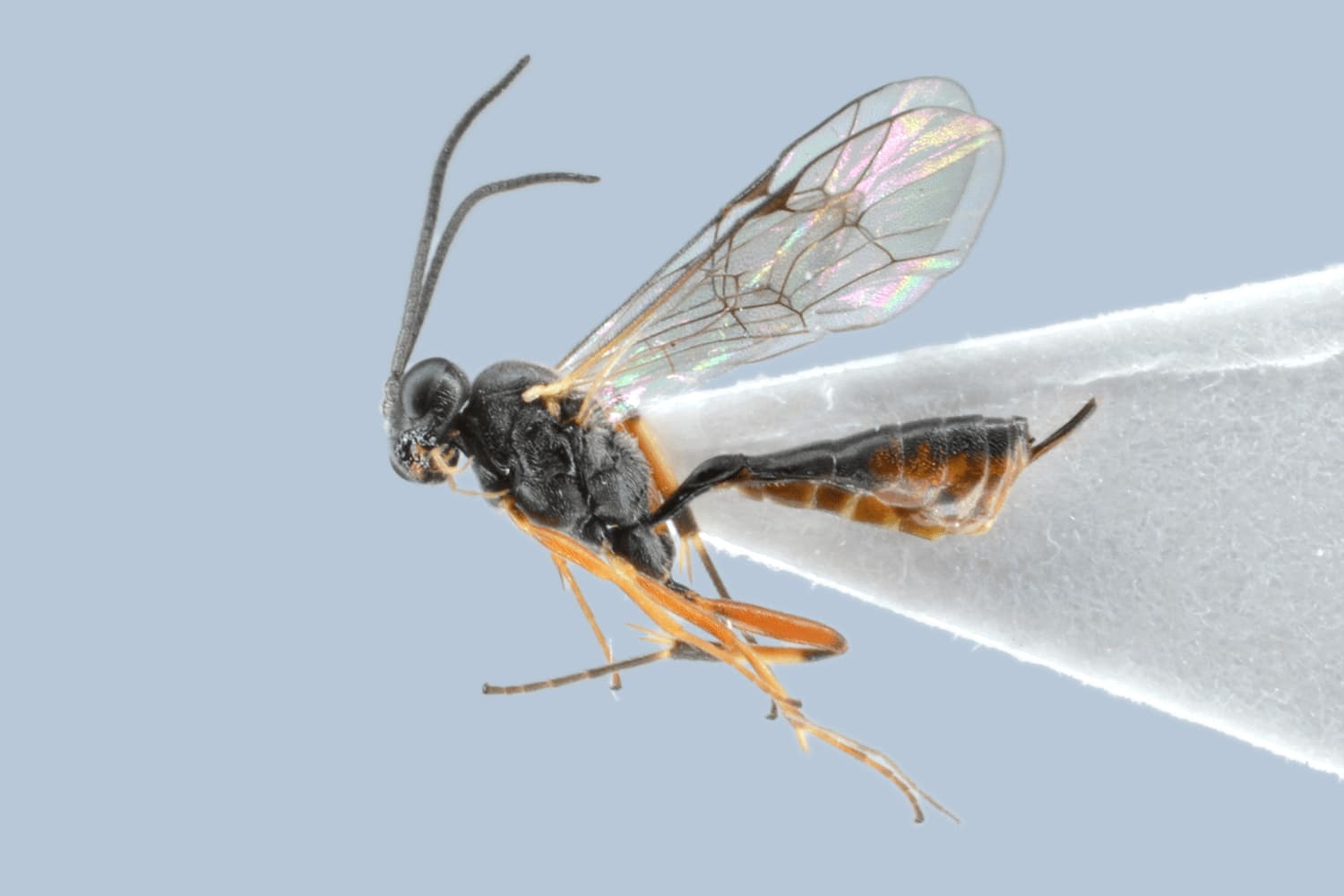 Campoletis thomsoni
