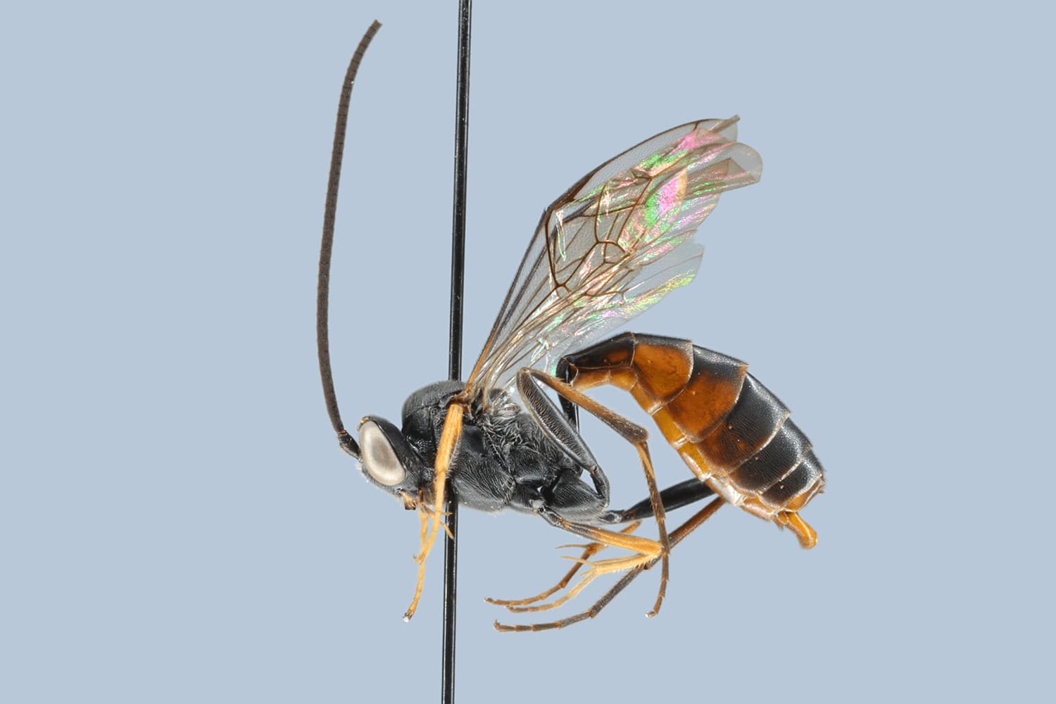 Dusona alpina