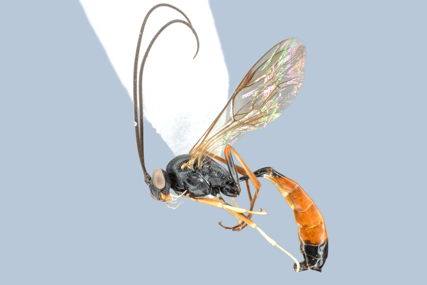 Dusona bellipes