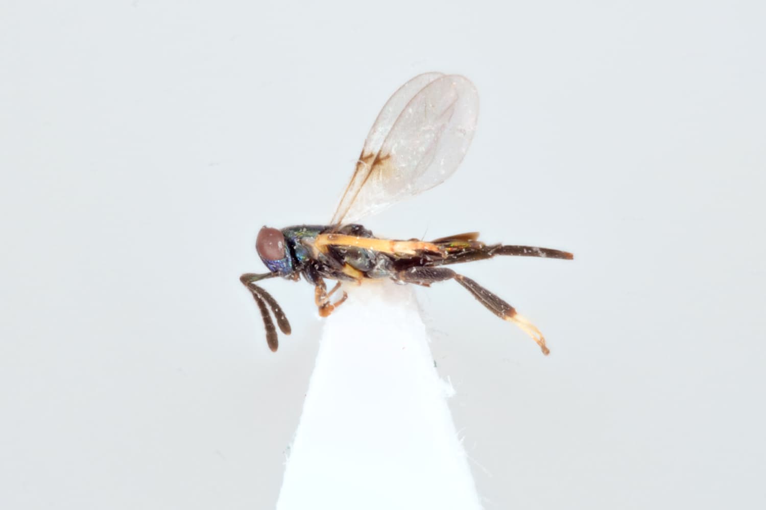 Cerchysius subplanus