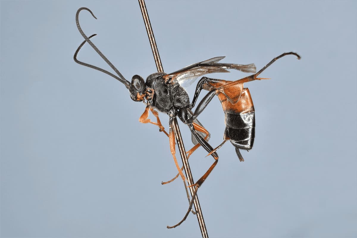 Dusona bicoloripes
