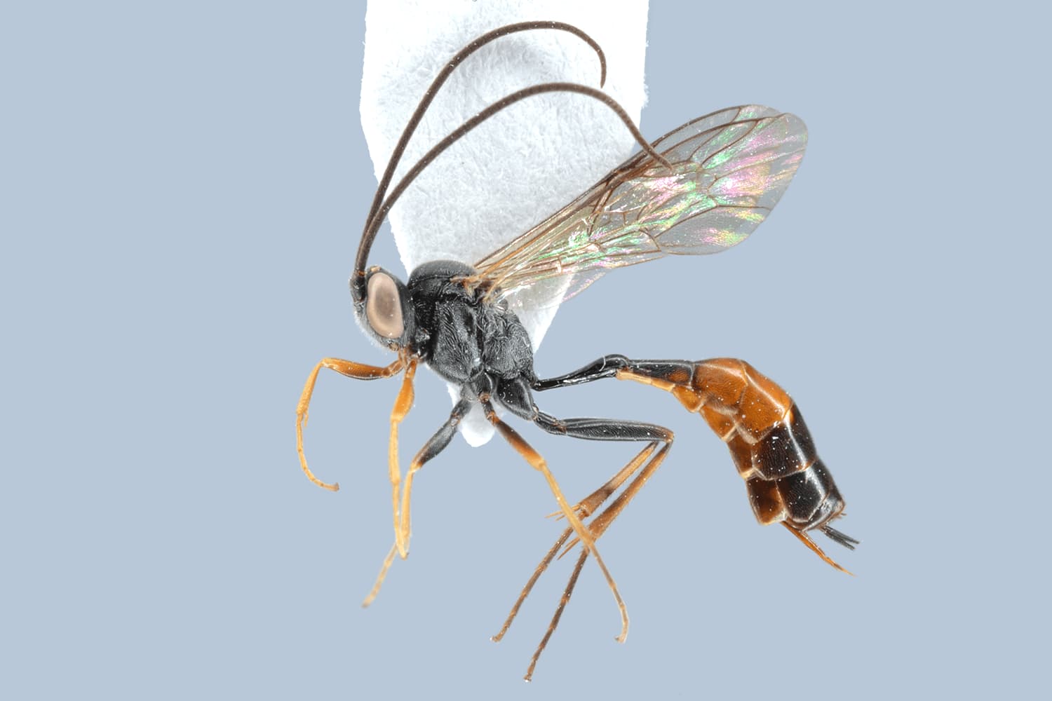 Dusona circumcinctus