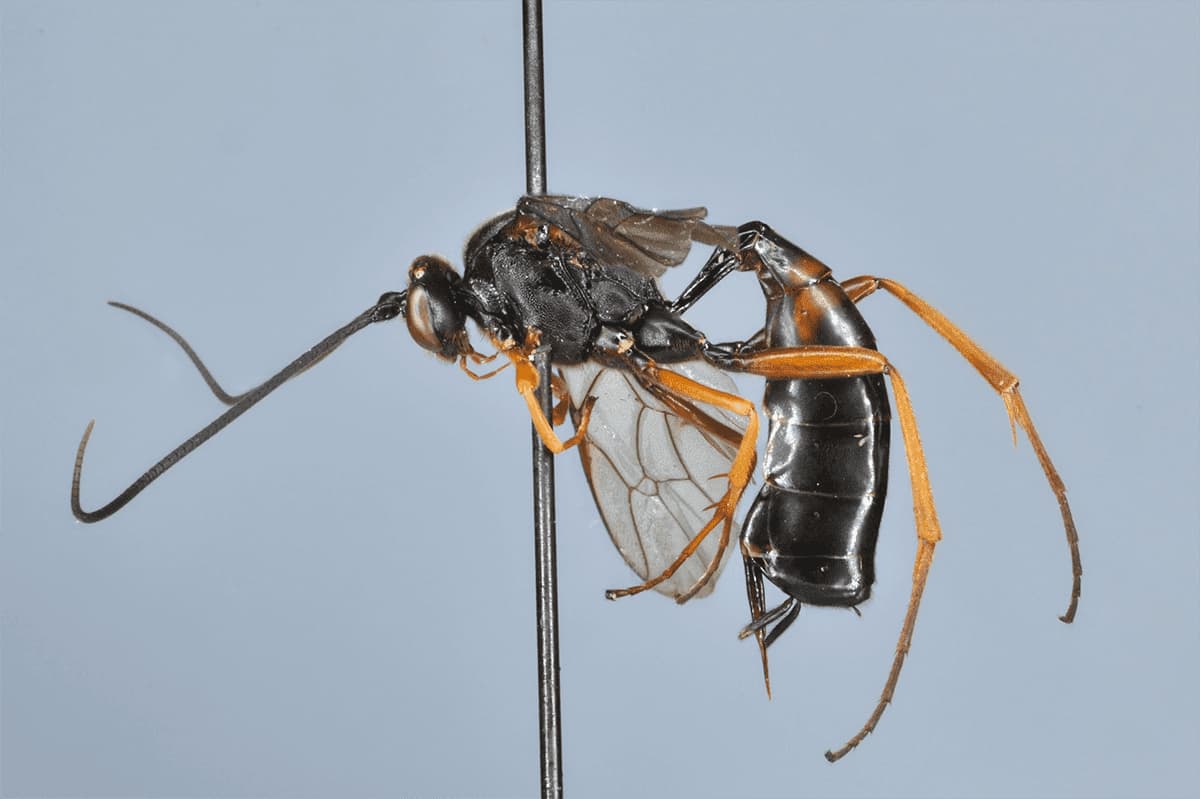 Dusona cultrator