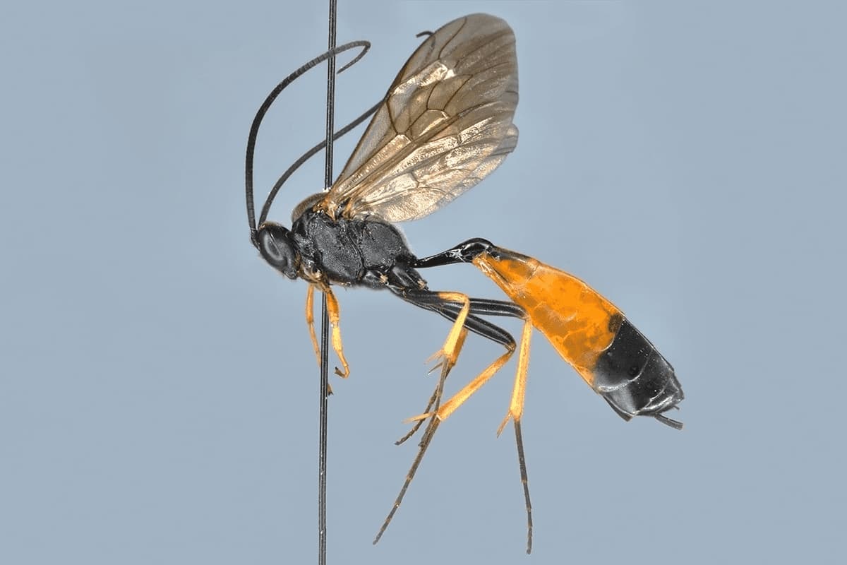 Dusona falcator
