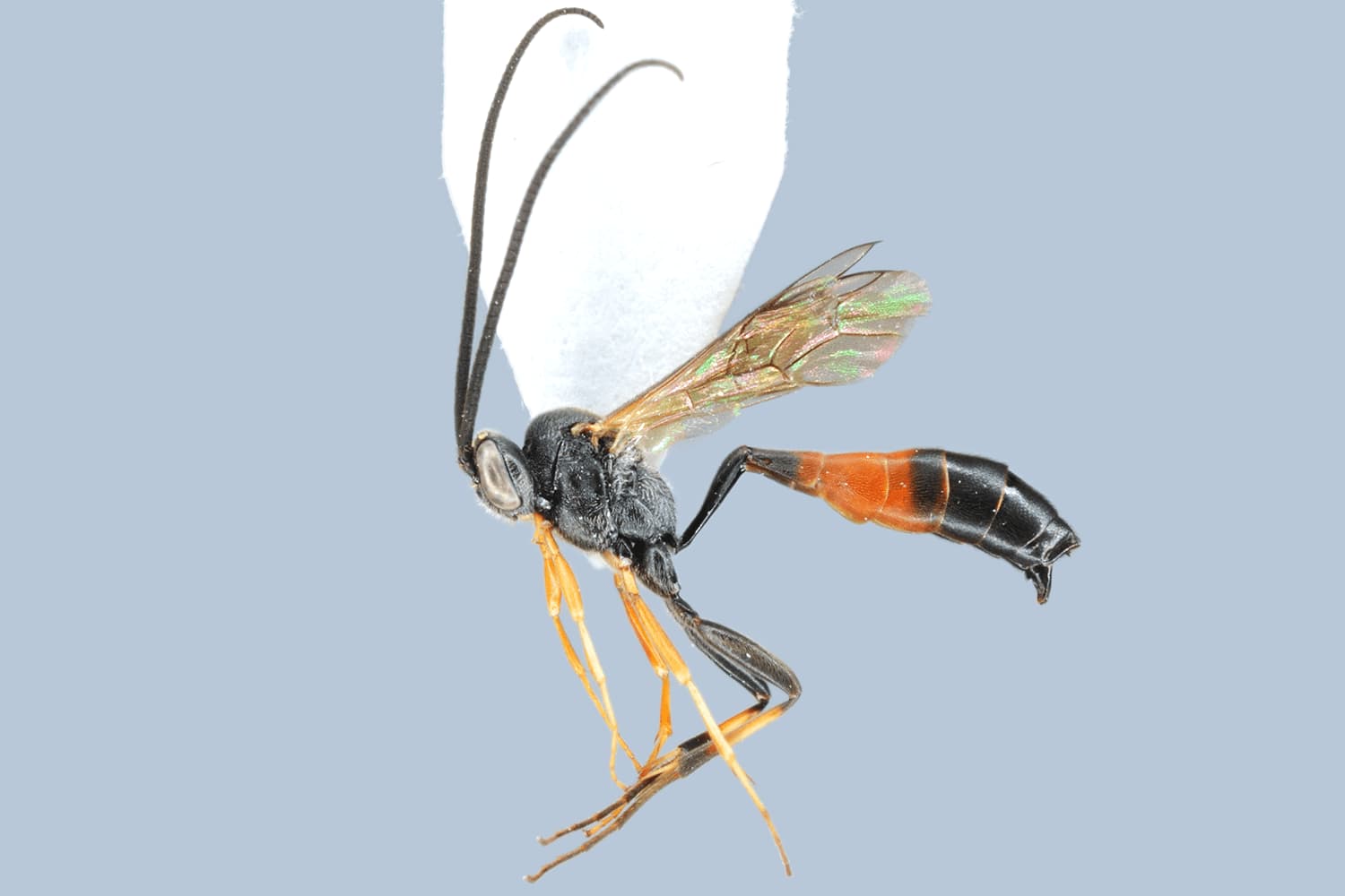 Dusona flagellator
