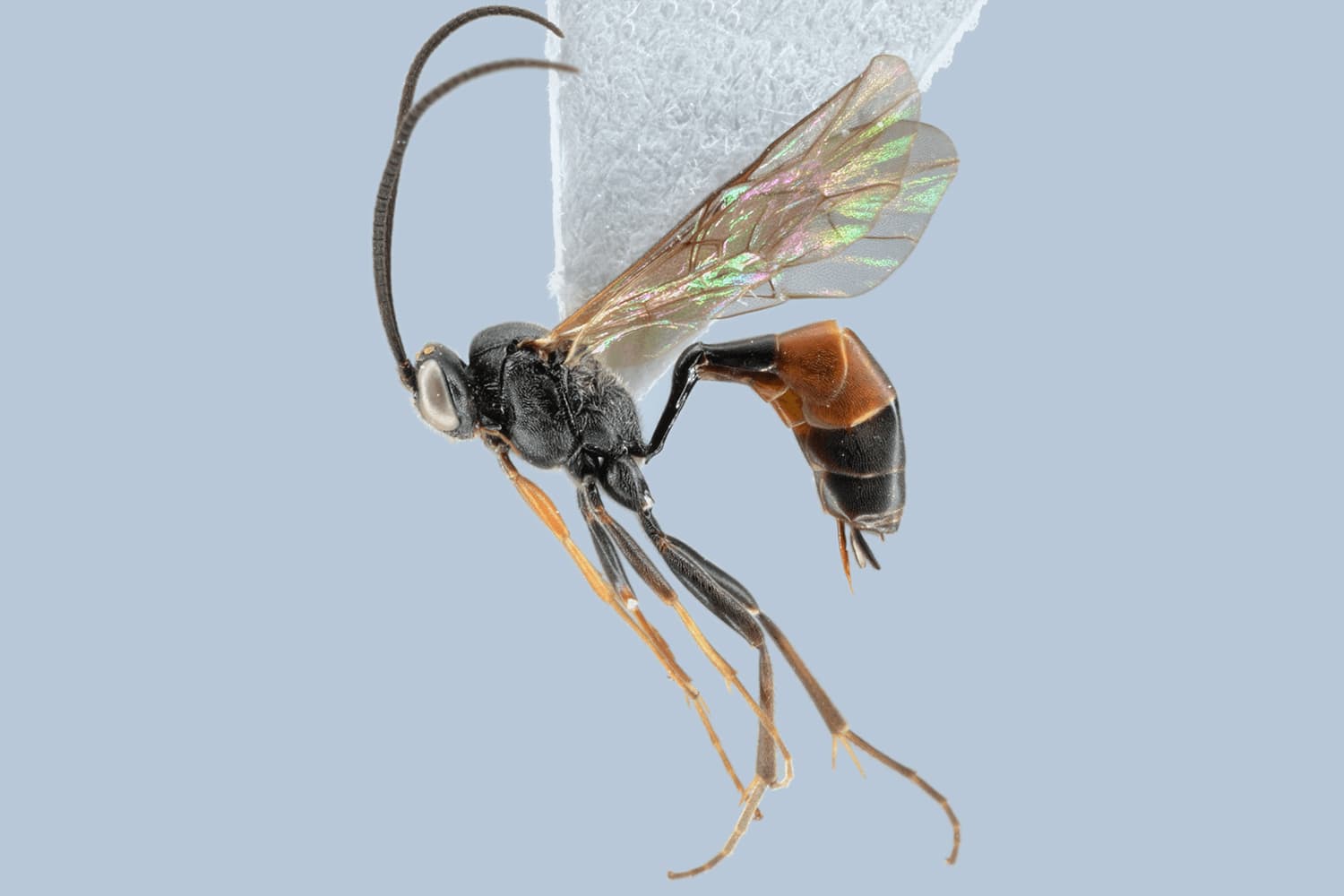 Dusona minor
