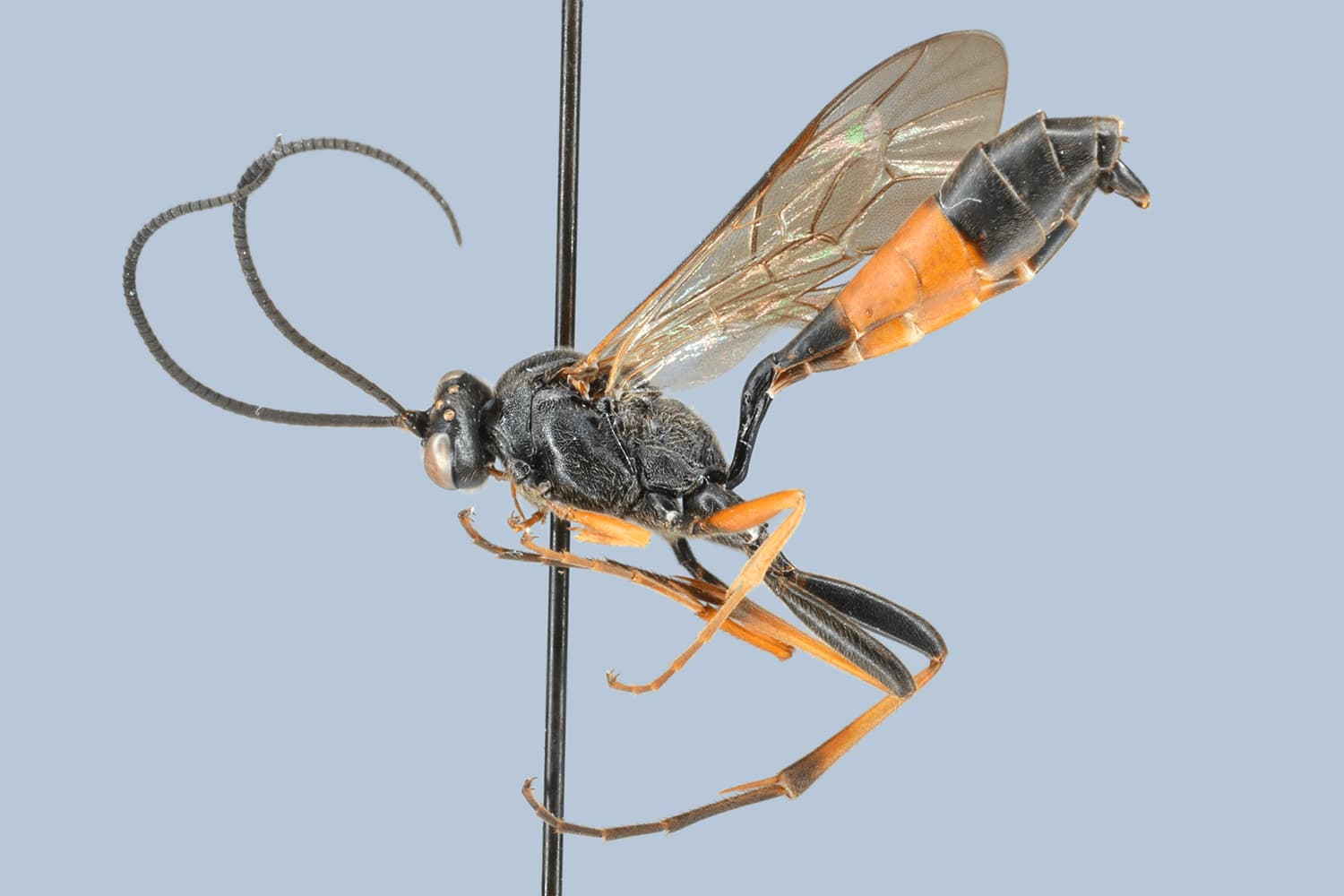 Dusona nidulator