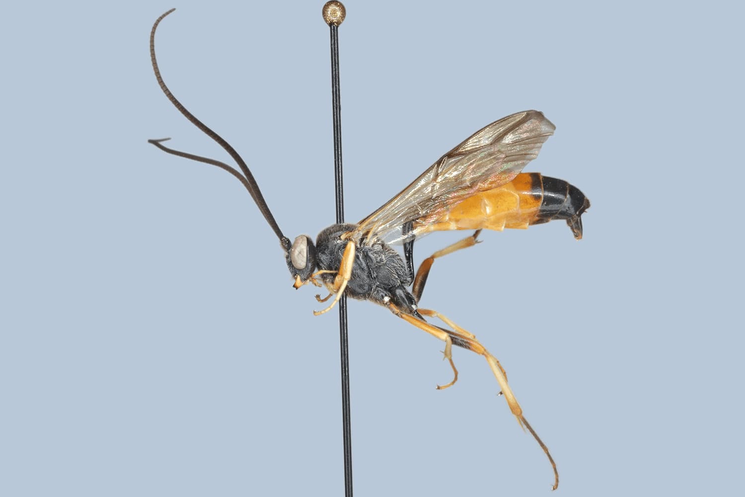 Dusona obliterata