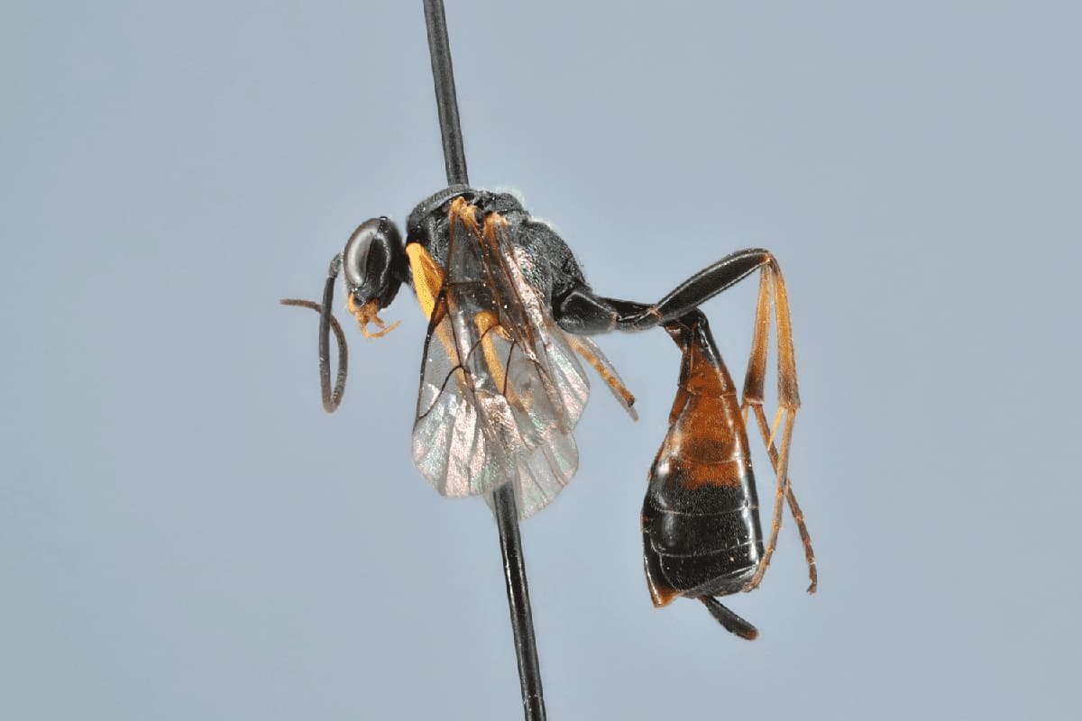Dusona polita