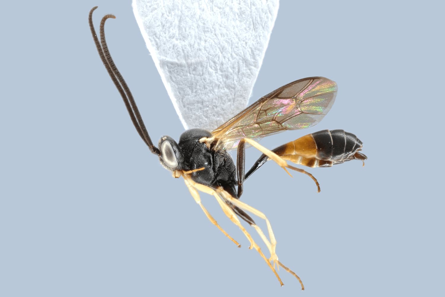 Dusona pulchripes