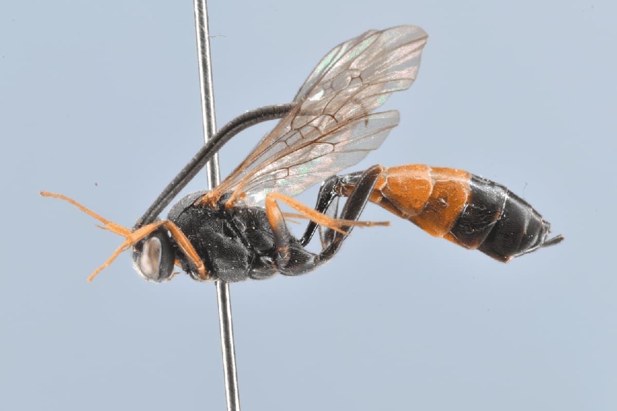 Dusona sobolicida
