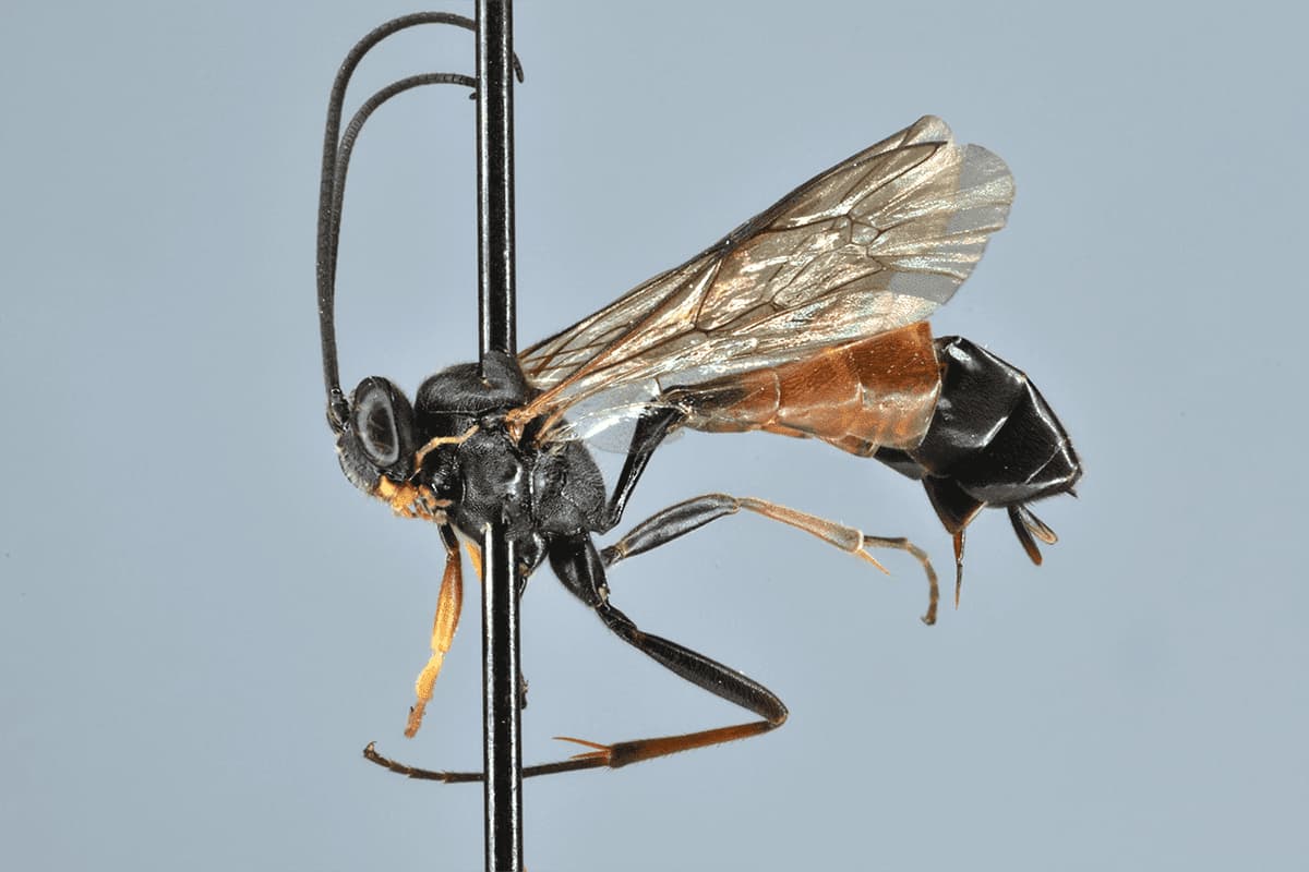 Dusona stragifex