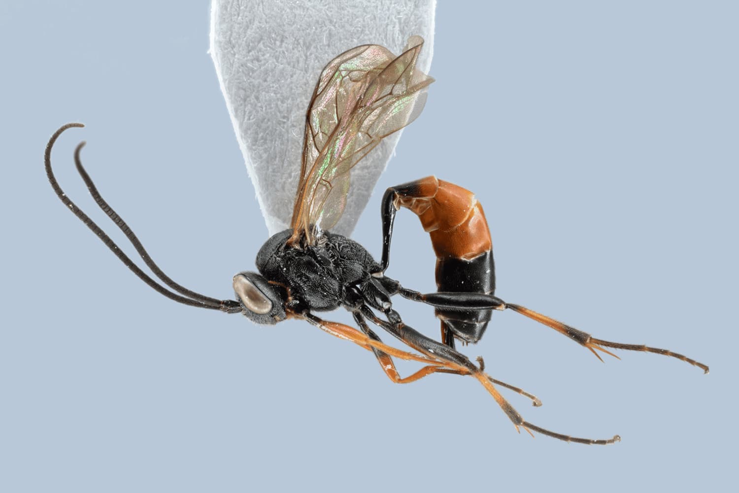 Dusona xenocampta