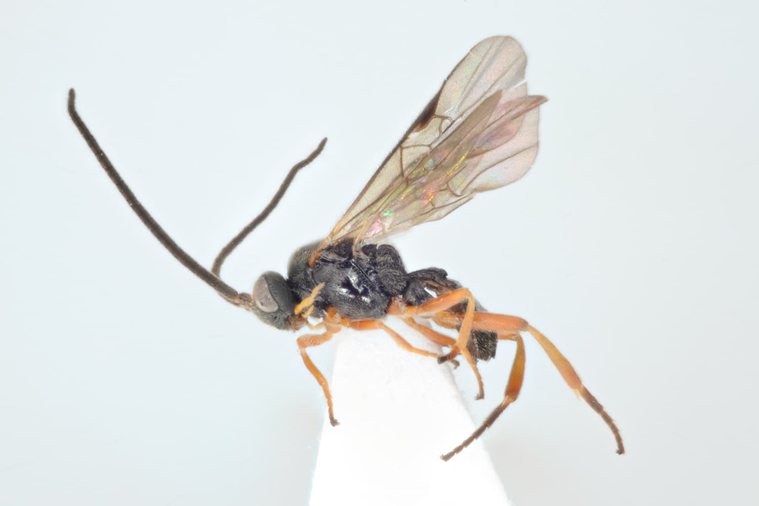 Microplitis mediator