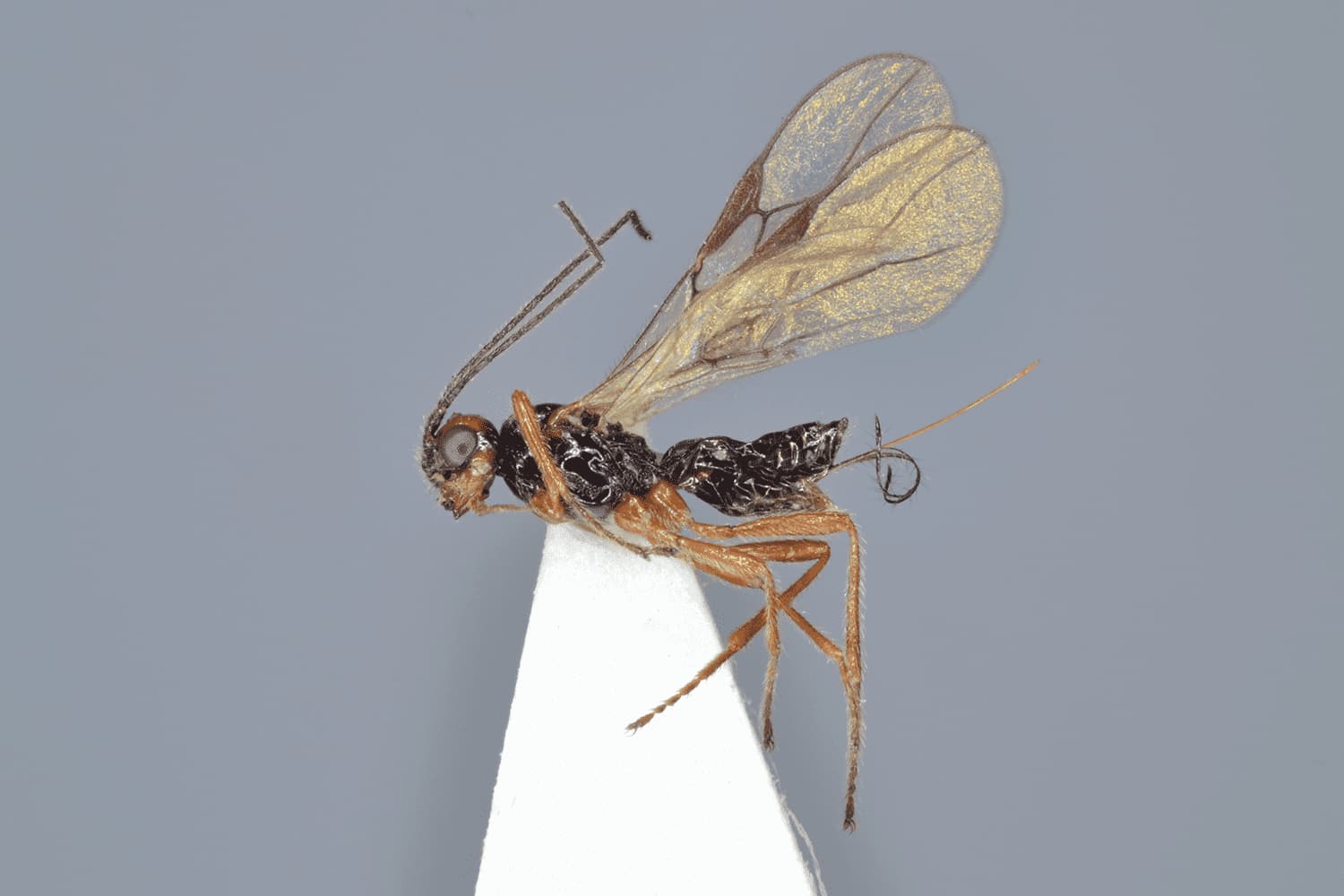 Phaenocarpa ruficeps