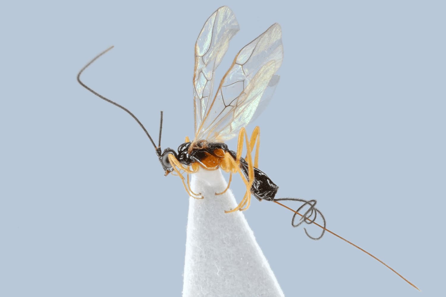 Charmon cruentatus