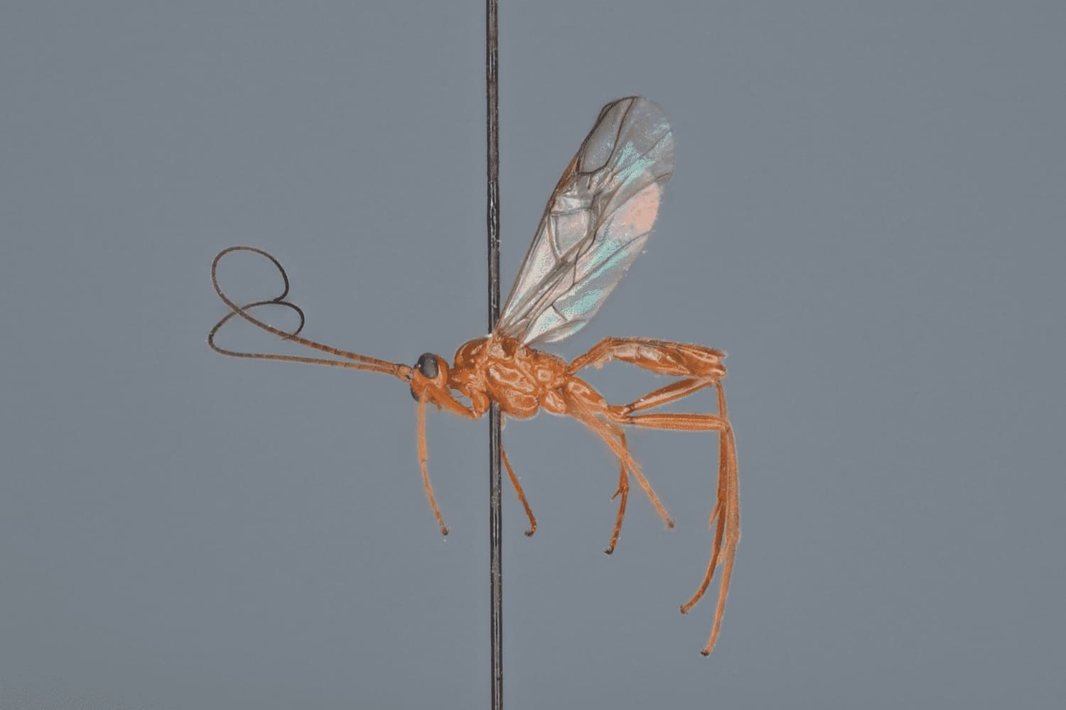 Homolobus infumator