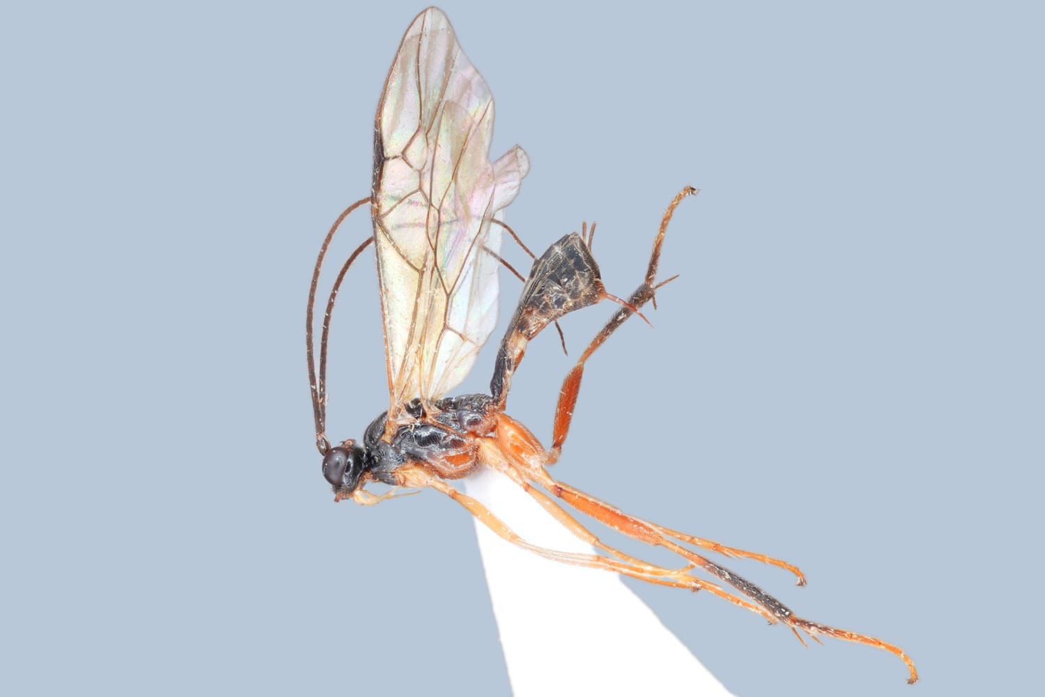 Homolobus discolor