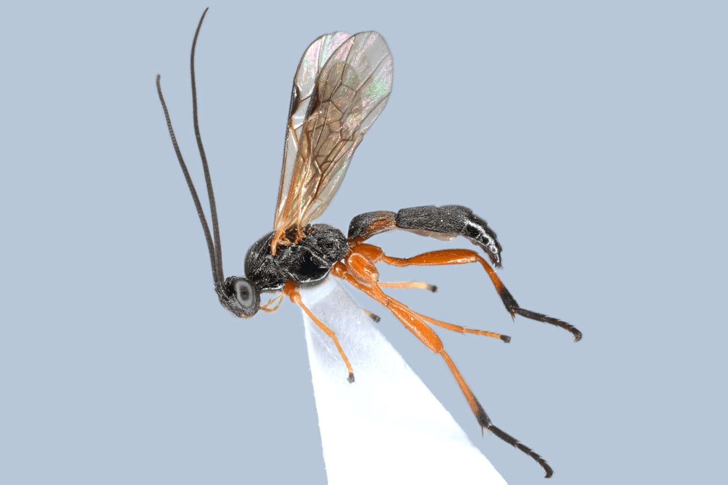 Aleiodes rugulosus