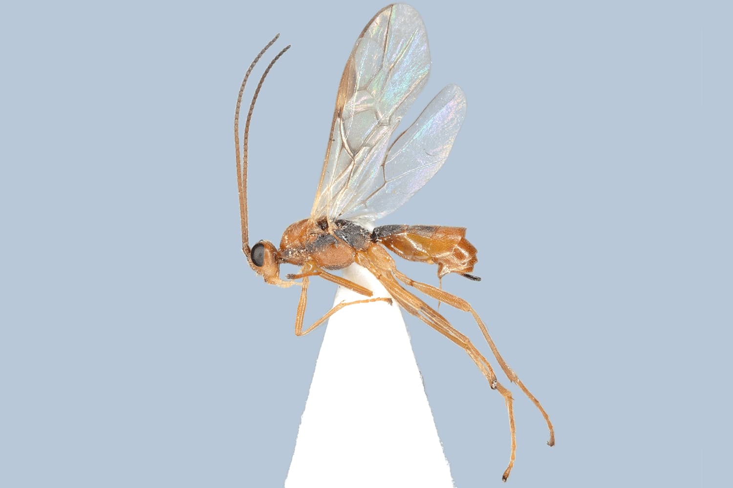 Aleiodes cf. similis