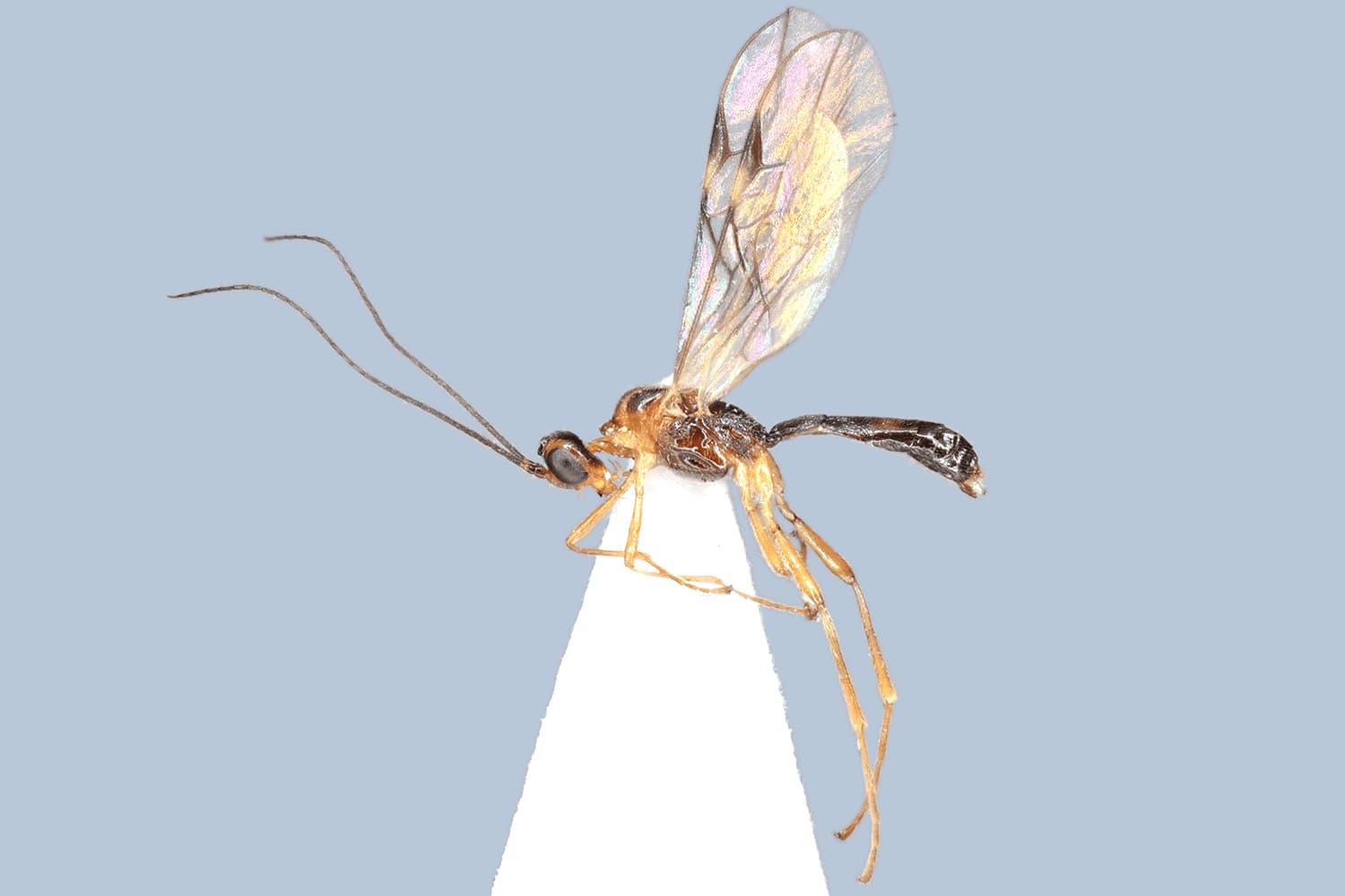 Clinocentrus umbratilis